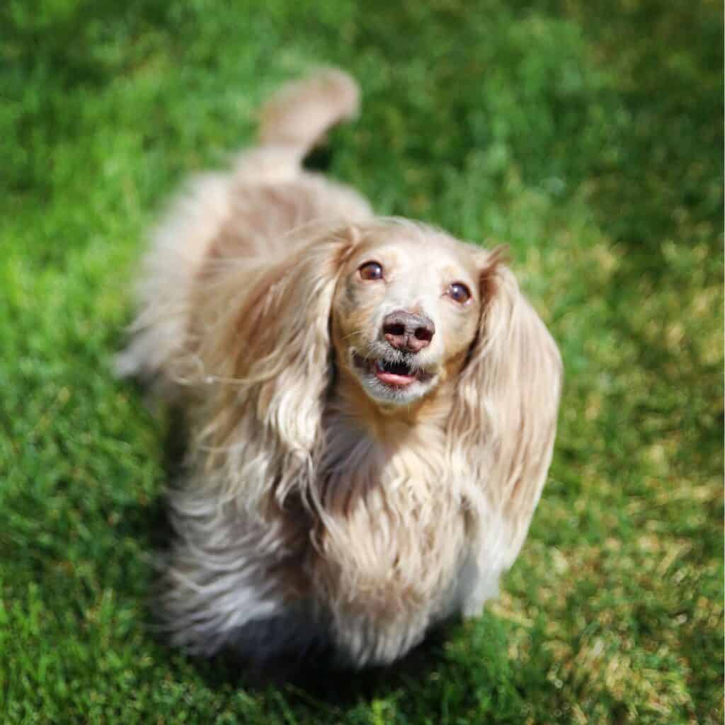 Long haired Dachshund blonde in color outside on the grass.