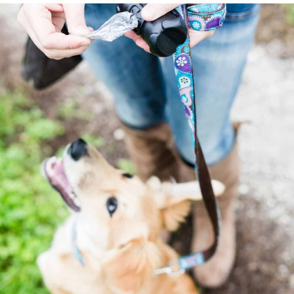 A woman in jeans and boots with a beige dog on a leash getting ready to pick up its poop with a bag.