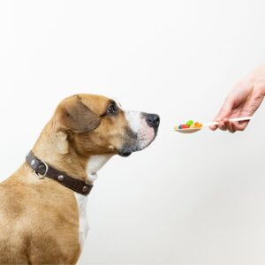 Brown and white dog with leather collar being given wormer on a spoon.