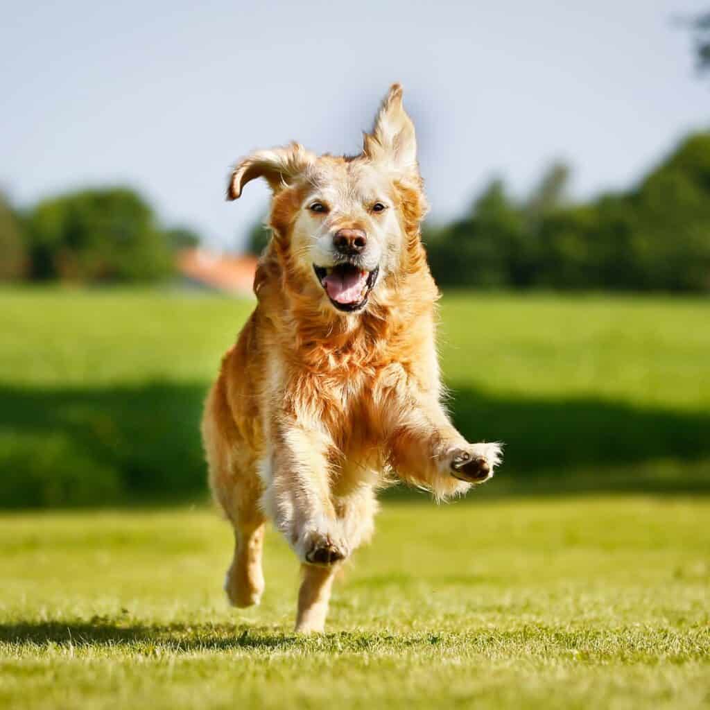 A middle aged golden retriever running outside on the grass towards the camera with ears flapping.