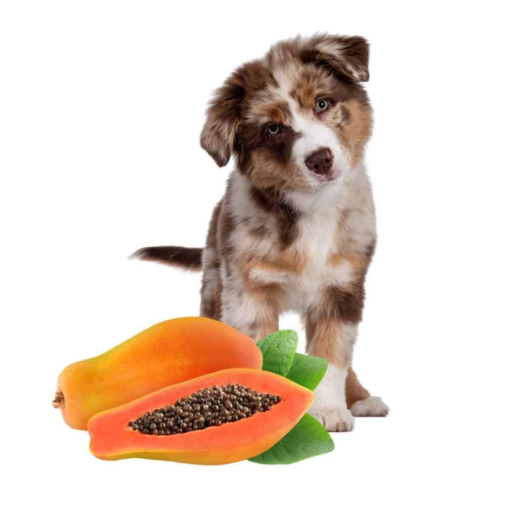 Small puppy standing over an open orange papaya.