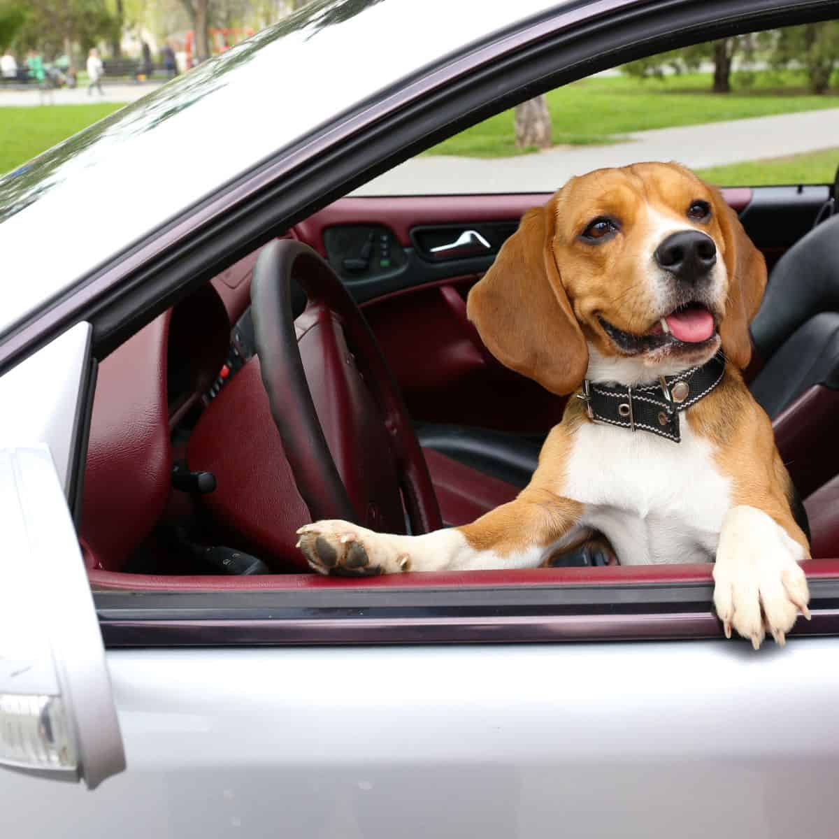 Small brown and white hound sitting in the front of a car.